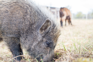 pig digs the meadow on the ground