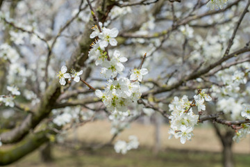 cherry tree bloom in spring