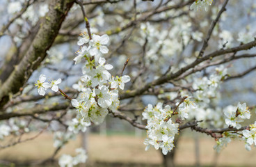 cherry tree bloom in spring