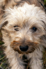 Small white dog playing in the autumn grass