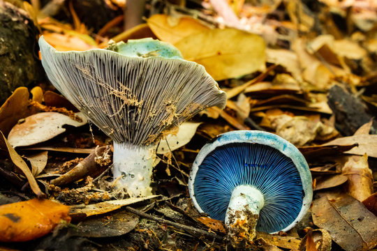 mushrooms in the forest