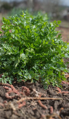 parsley plant in the vegetable garden