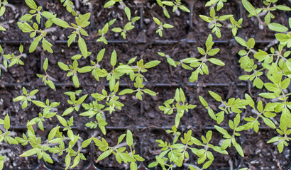 tomato seedlings in pots on light brown background