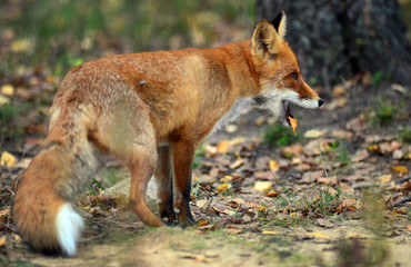 Portrait of Red Fox (Vulpes vulpes)