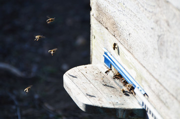 Bees in a hive in spring, photo