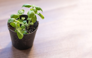 basil seedlings in pots on light brown background