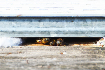 Bees in a hive in spring, photo