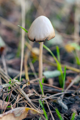 Lonely mushroom in the autumn forest