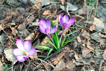 Crocus. Spring flowers. Early spring, Crocus vernus. Iridaceae.