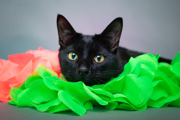 Close up portrait pf black cat with wide open green eyes laying on bright neon green and pink fabric in studio portrait 