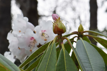 Fototapeta na wymiar Loderi Queen Mary Rhododendron Bud 01