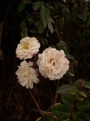 bouquet of roses
