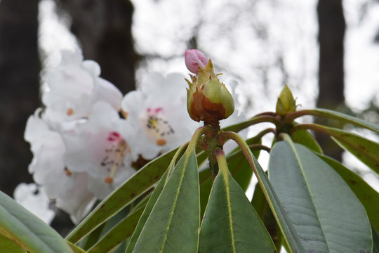 Rhody Bilder – Durchsuchen 300 Archivfotos, Vektorgrafiken und Videos ...