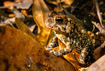 Toad in forest