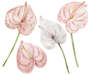 Tropical flowers, blush pink and white anthuriums. Watercolor hand-drawn illustration isolated on white background. - obrazy, fototapety, plakaty