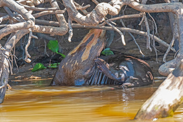 Giant River Otter Showing its Neck Patterns