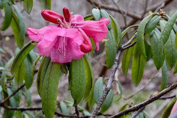 Rhododendron Strigilosum 03