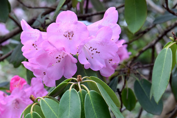Rhododendron Erubescens 01