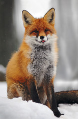 Portrait of Red fox (Vulpes vulpes)  in winter