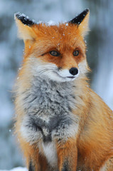 Portrait of Red fox (Vulpes vulpes)  in winter