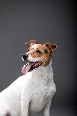 Beautiful dog Jack Russell Terrier on the backgrounds
