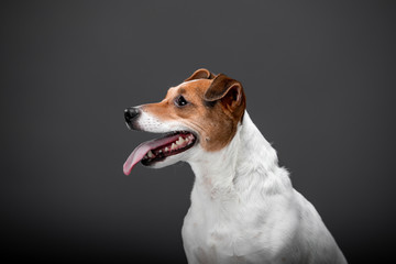 Beautiful dog Jack Russell Terrier on the backgrounds