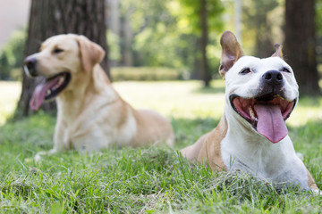 Happy dog friends playing in the park