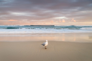 Seagulls on the beach, Bondi Beach Australia