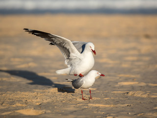 Seagulls on the beach, Bondi Beach Australia