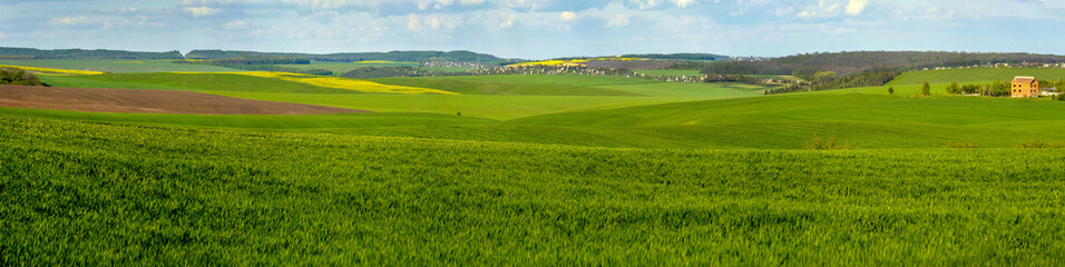Fototapeta premium panoramic view of green field full of wheat, colorful slopes at spring time