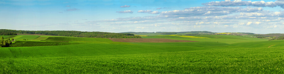 Fototapeta na wymiar panoramic view of green field full of wheat, colorful slopes at spring time