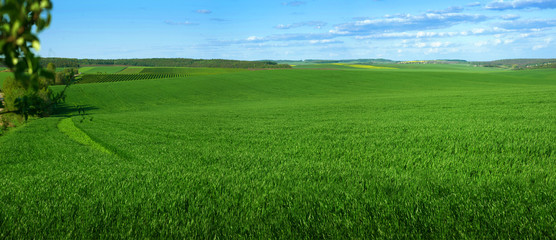 Panoramic view of weaves of green field with blue sky