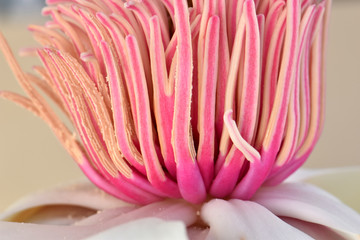 Campbell Magnolia Anthers 03