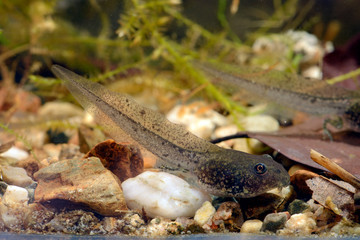 Springfrosch Kaulquappe (Rana dalmatina) - tadpole of an aile frog, Germany
