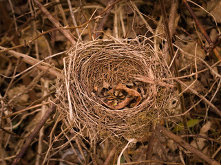  Abandoned bird nest left by birds in warm colors of late fall on the branches of a bush.