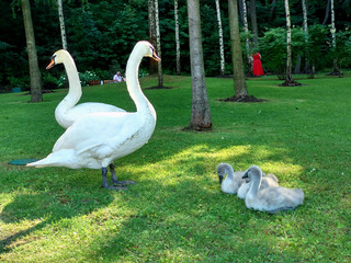 two swans
