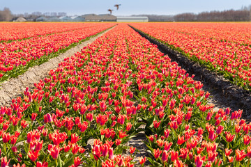 Dutch tulip fields in spring