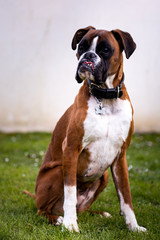 chien boxer assis