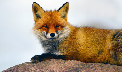 Portrait of Red Fox (Vulpes vulpes)