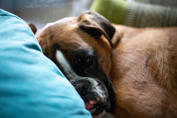 chien boxer dors look dreamy