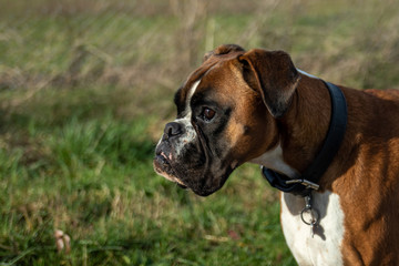 profile chien boxer
