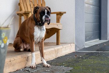 chier boxer assis porche