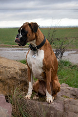 chien boxer champ