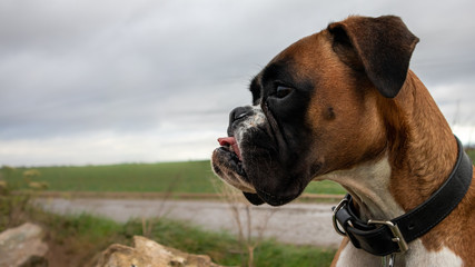 chien boxer champ profile profil © Cyril