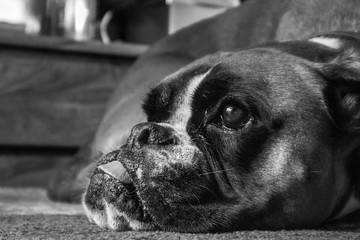 chien boxer noir et blanc langue