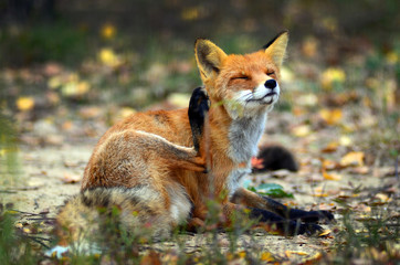 Portrait of Red Fox (Vulpes vulpes)