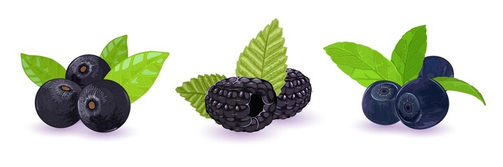 Set with forest wild black and dark blue berries blueberries, palm tree or acai, dewberries or blackberries. Natural antioxidant, organic product. Vector illustration isolated on white background. - obrazy, fototapety, plakaty