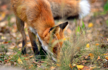 Portrait of Red Fox (Vulpes vulpes)