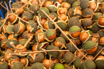 A view of a pile of macadamia nut pods still on the branch, on display at a local farmers market.