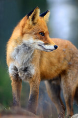 Portrait of Red Fox (Vulpes vulpes)